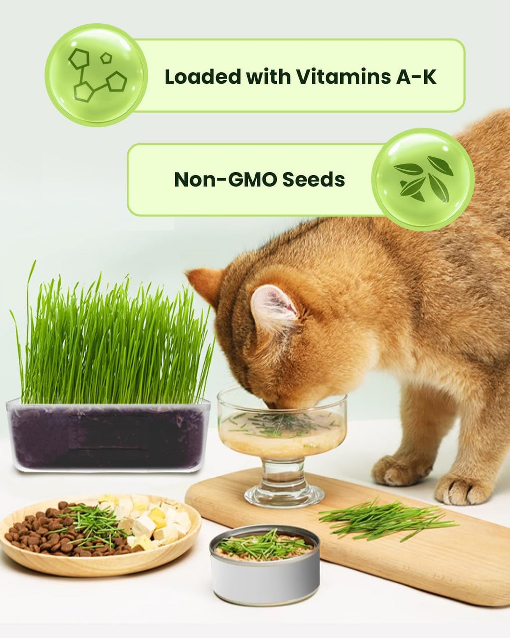 3 Pack Cat Grass Seeds Growing Kit X33635