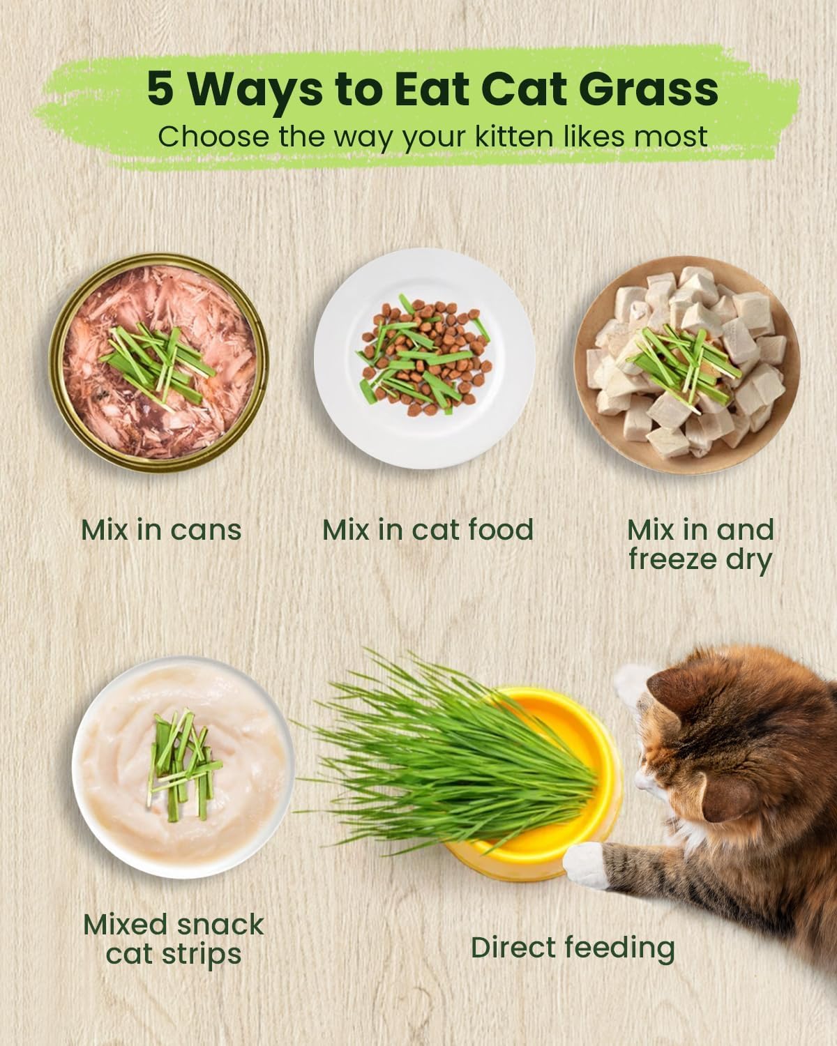 3 Pack Cat Grass Seeds Growing Kit X33635