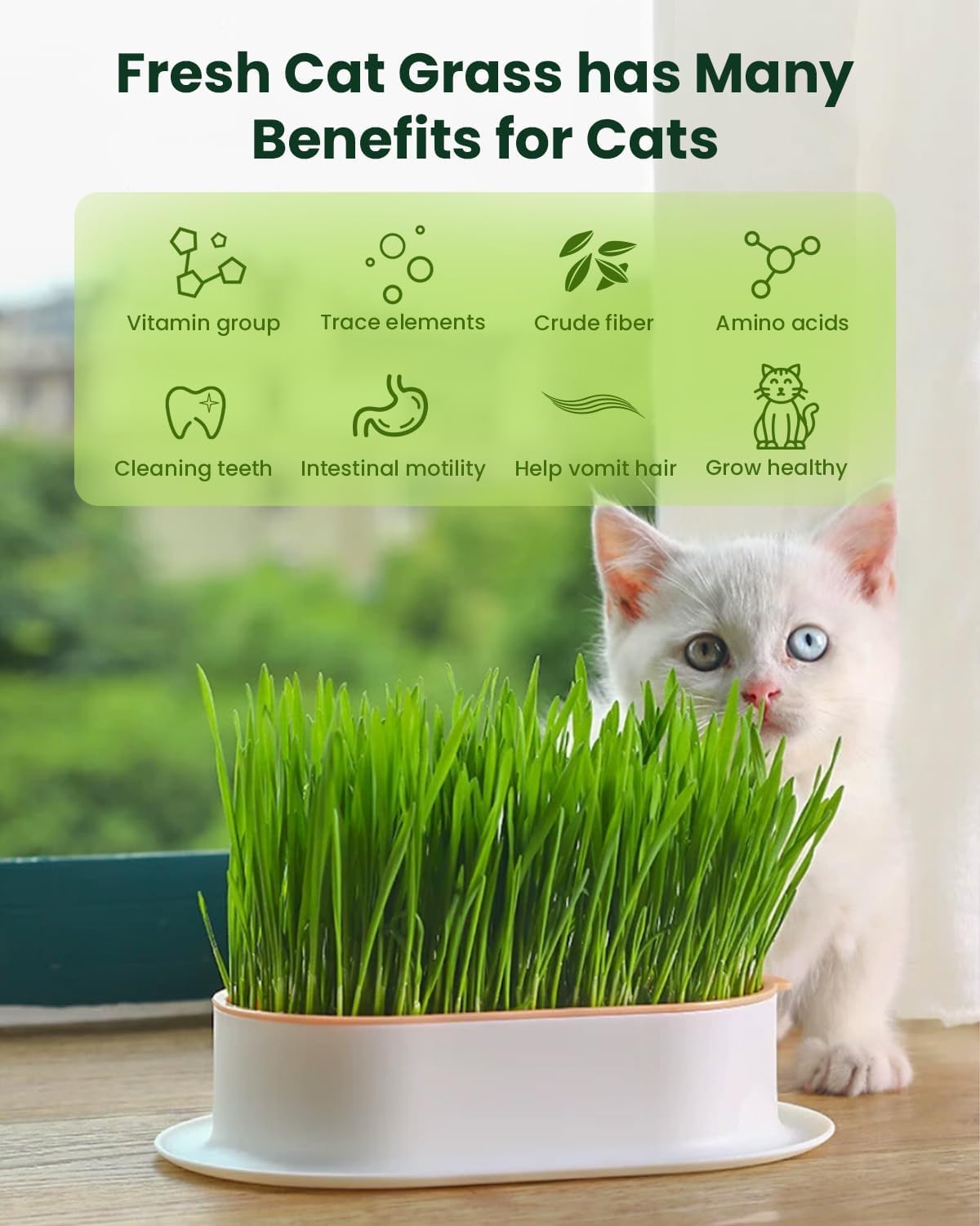 3 Pack Cat Grass Seeds Growing Kit X33635