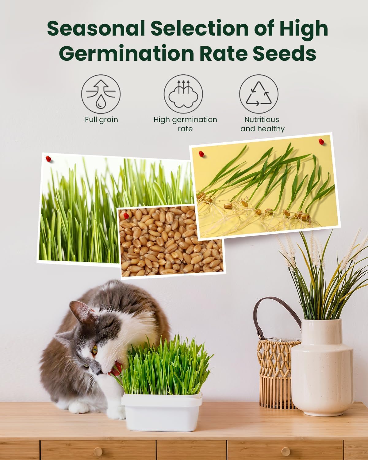 3 Pack Cat Grass Seeds Growing Kit X33635