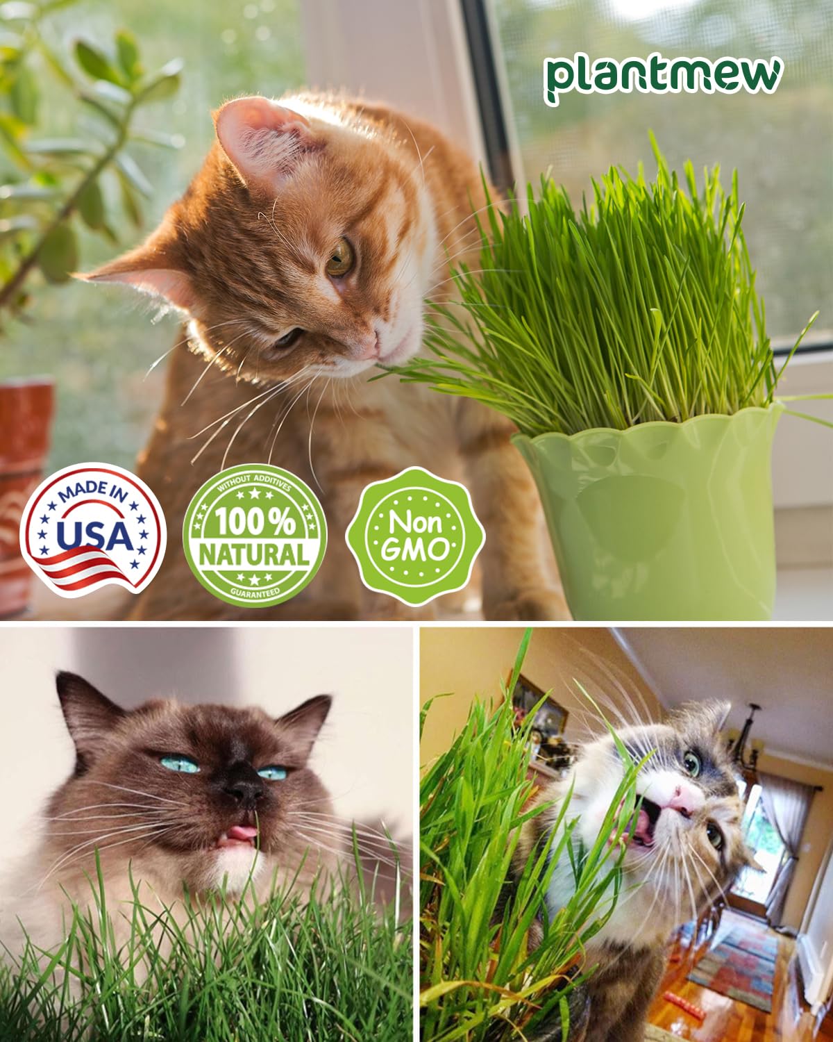3 Pack Cat Grass Seeds Growing Kit X33635