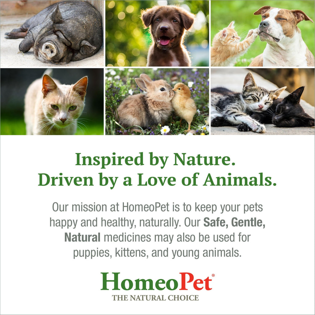 Liver Rescue Supplement for Dogs and Cats 15 Milliliters Q278958