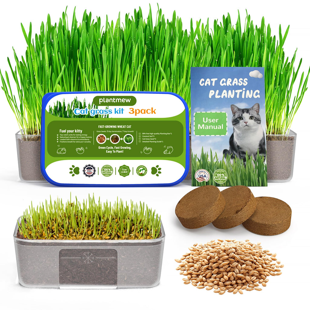 3 Pack Cat Grass Seeds Growing Kit X33635